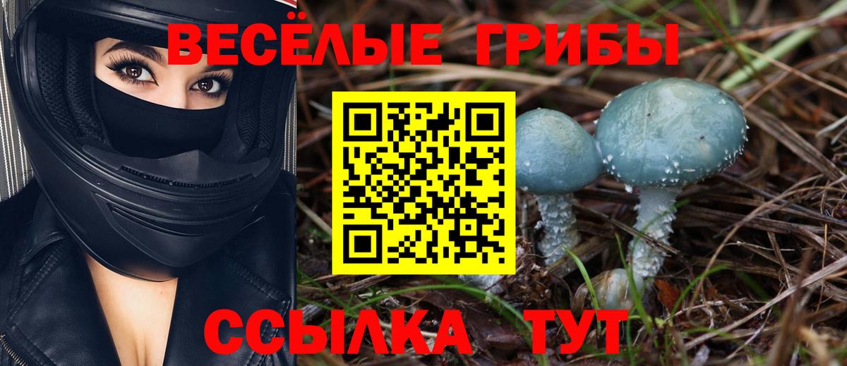 Галлюциногенные грибы Psilocybine cubensis Осинники